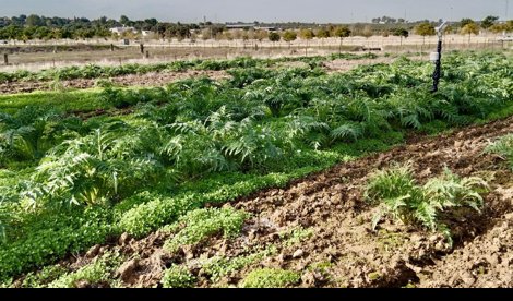 Comunicados Sociedad