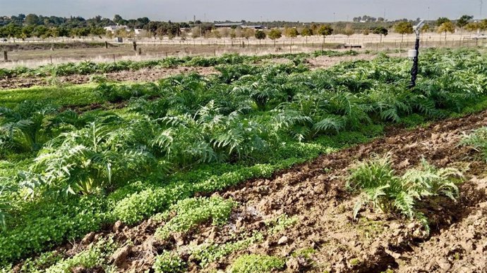 La Torta del Casar prevé plantar 18 hectáreas de cardo para asegurar la producción del queso