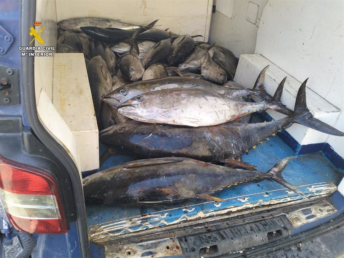 Atún pescado de forma ilegal en aguas de La Gomera y requisado por la Guardia Civil