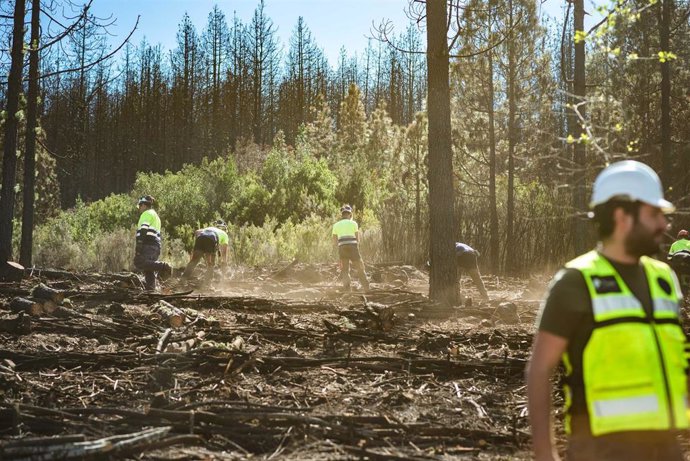 Trabajos de mejora en un monte de Tenerife