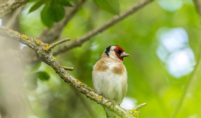 Junta de Andalucía estudiará las aves fringílidas y su cría en cautividad para la viabilidad del silvestrismo