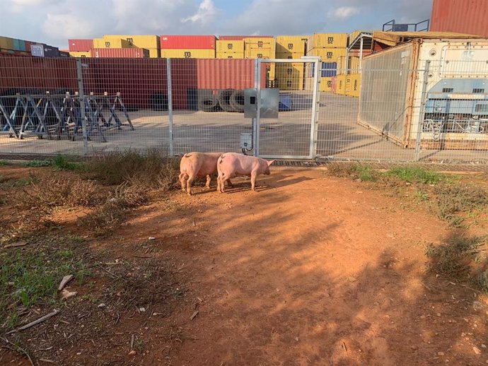 La DANA afecta a una explotación porcina en Riba-roja cercana a la zona industrial