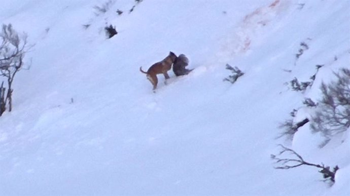 Archivo - Un perro cazando un jabalí, captado por las cámaras del FAPAS.