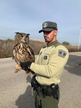 Agentes Forestales rescatan un búho real herido tras chocar contra la cateneria de un tren en Alcalá