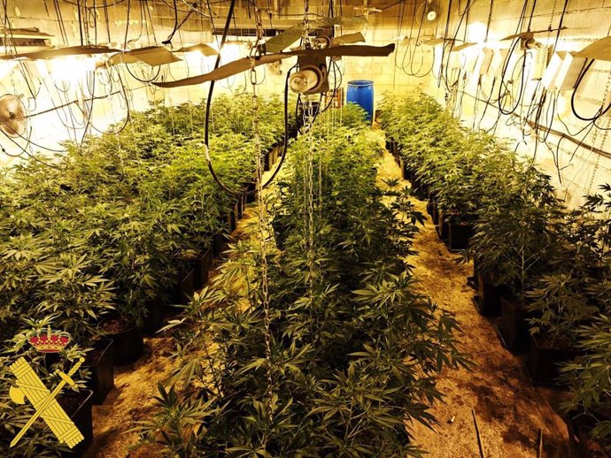 Plantas de marihuana encontradas en el interior de la vivienda en El Ejido (Almería).