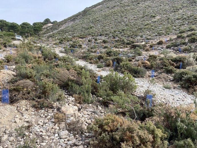 El certamen compensará la mayor parte de la emisión de carbono realizada el pasado mes de octubre a través de la reforestación de 60 árboles en un bosque del municipio malagueño de Cómpeta, en la misma zona a la que ya contribuyó en la edición anterior.