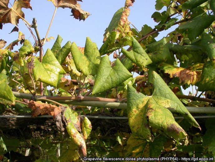 Plaga de la flavescencia dorada de la vid