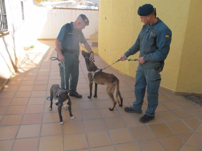 Perros abandonados en una casa okupa de Almuñécar.