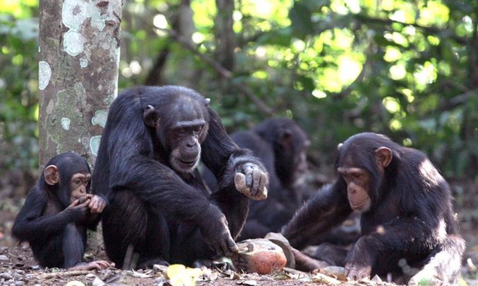 En Bossou, Guinea, Jeje, de ocho años, observa y aprende a utilizar un juego de herramientas de su madre Jire: un martillo de piedra y un yunque de piedra utilizados para romper nueces.