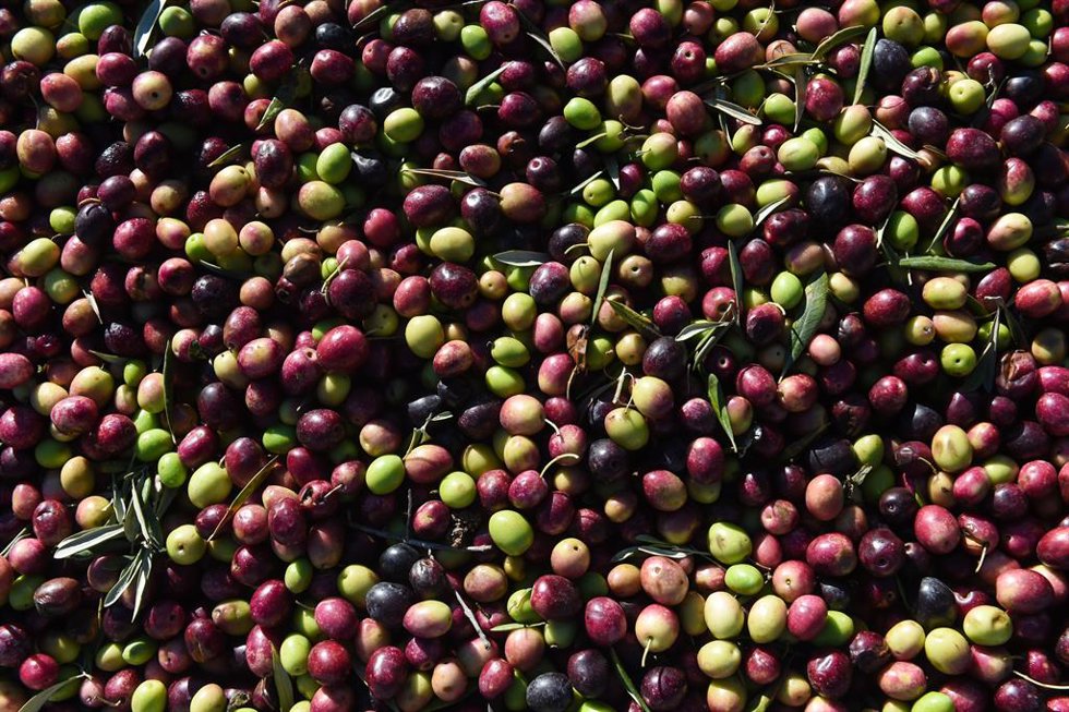 Archivo - Detalle de las olivas al llegar a la Almazara Tradicional, en Gata (Cáceres), a 24 de noviembre de 2023, en Cáceres, Extremadura (España). Las previsiones de producción de aceite de oliva en España se sitúan en 765.300 toneladas para la camp