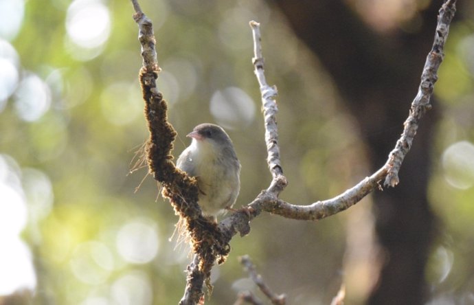 Un 'Akikiki' en peligro crítico de extinción que el autor principal del estudio, Kyle Kittelberger, fotografió en Kauai en 2022.