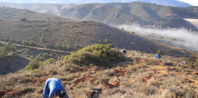 Trabajos de plantación manual enmarcados en el PREA.