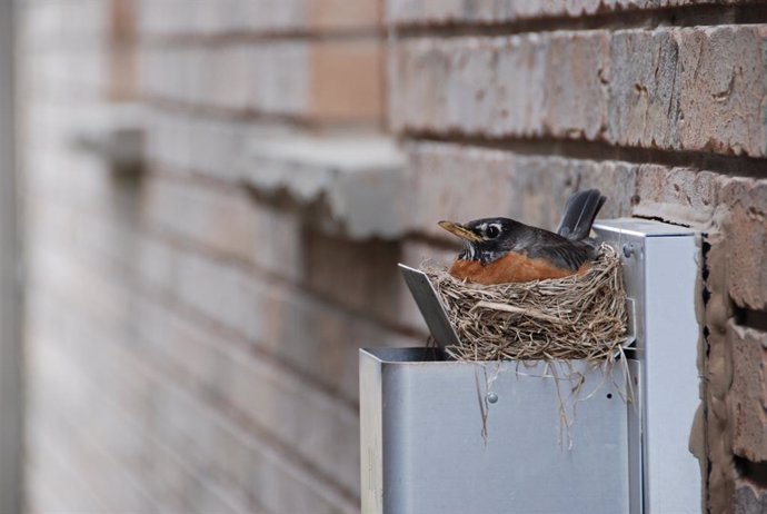 Archivo - Pájaro en la ciudad, nido, Robin