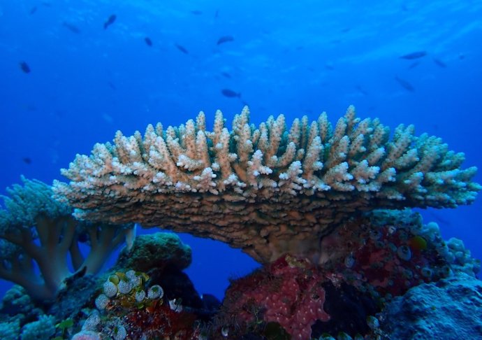 Los corales Acropora corimbosos, sensibles al calor, fueron el taxón de coral focal para este estudio.