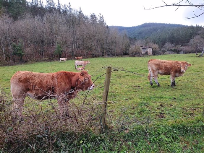 Archivo - Ganado en Atxondo (Bizkaia)