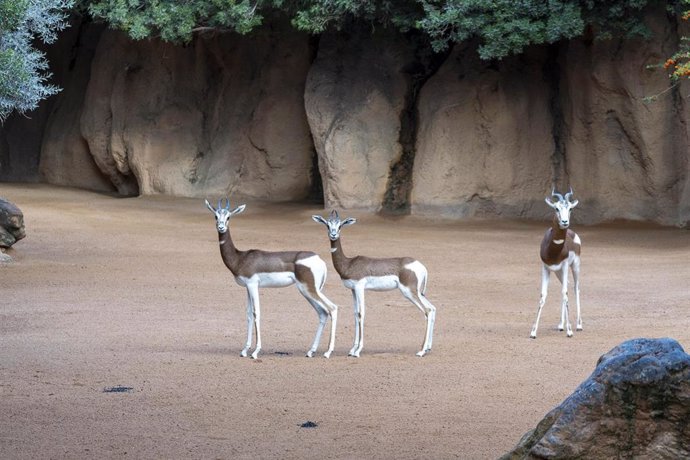 Archivo - Tres gacelas en Bioparc