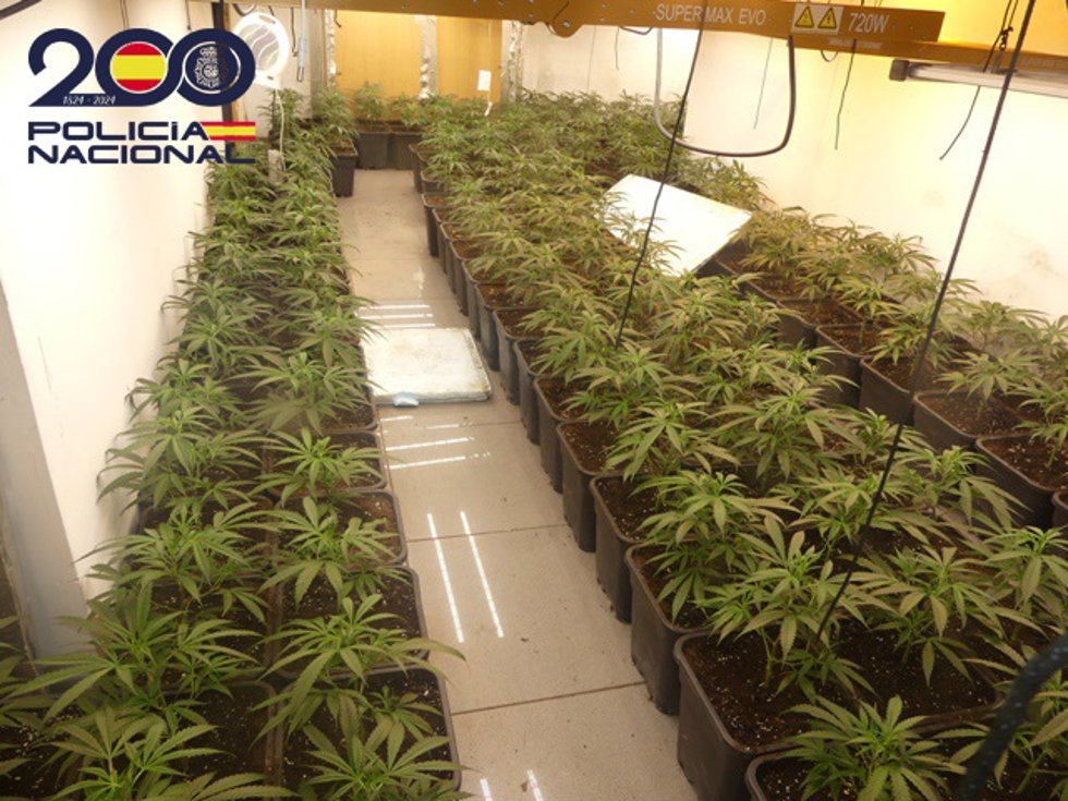 Plantación de marihuana desmantelada en Hostalets de Pierola (Barcelona)