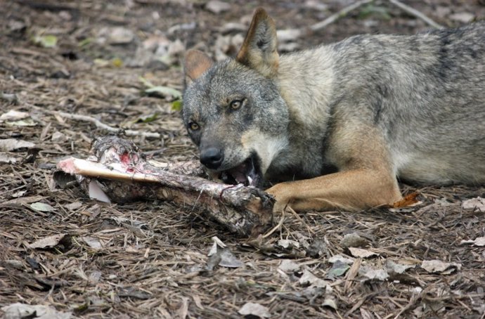 Archivo - Un lobo come los restos de un animal.