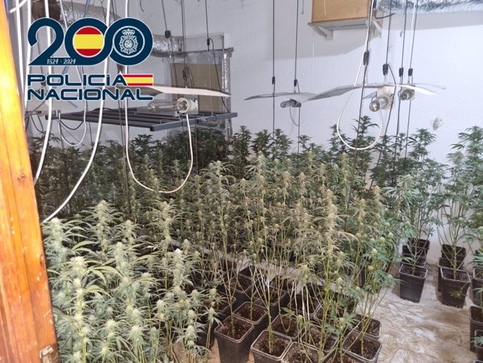 Plantación de marihuana en la Operación Damasco