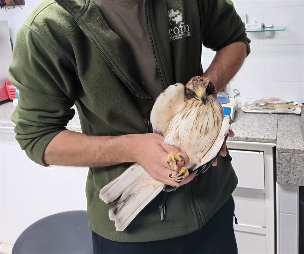 Ejemplar de águila calzada recuperado