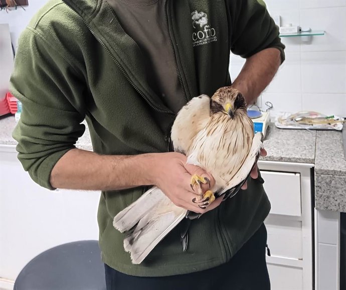 Ejemplar de águila calzada recuperado