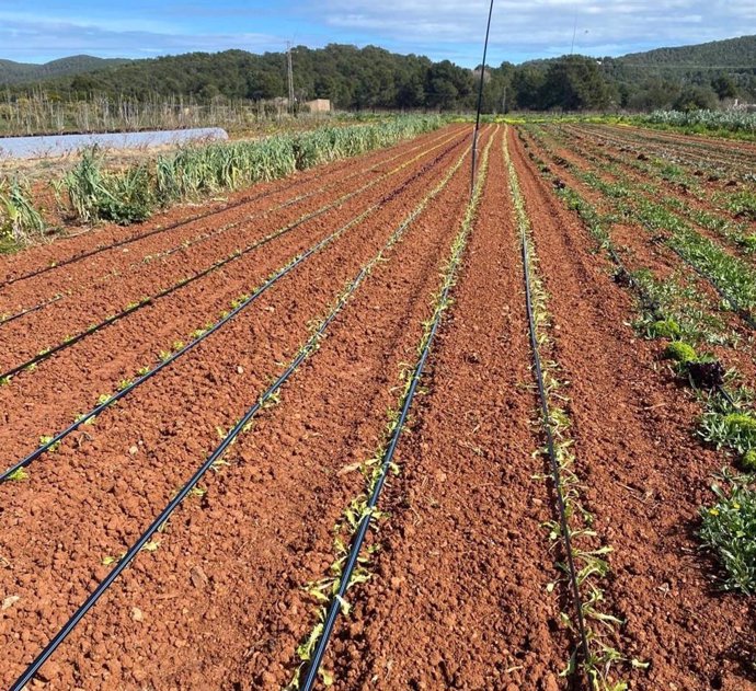 Una plantación agraria.