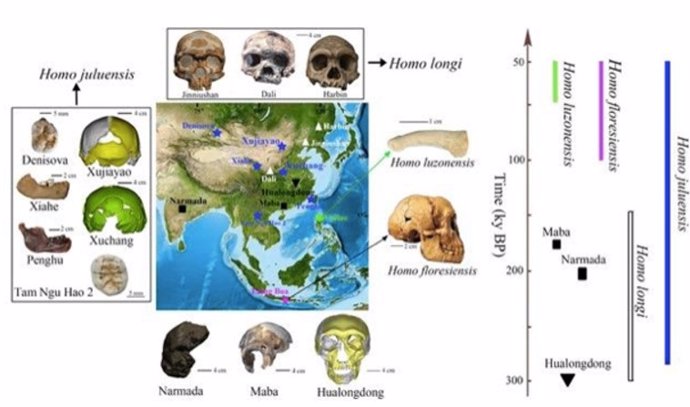 Nueva organización de fósiles de homínidos del este de Asia tras el descubrimiento de una nueva especie