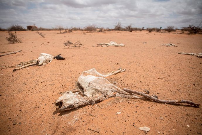 Archivo - April 14, 2022, Dollow, Jubaland, Somalia: The carcass of goats lie in the sand on the outskirts of Dollow, Somalia. Hundreds of thousands of livestock are thought to have died from hunger and thirst.