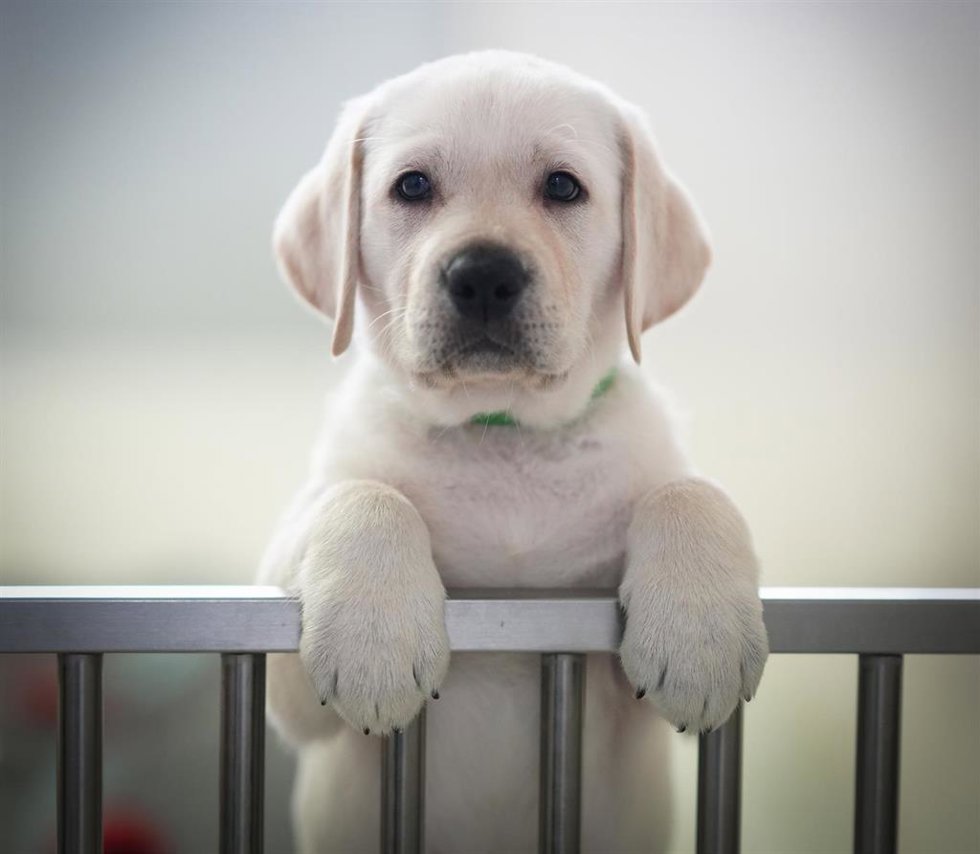 Perro
