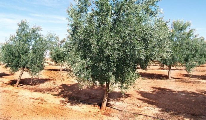 Un árbol de la varieda empeltre, la predominante en Aragón.