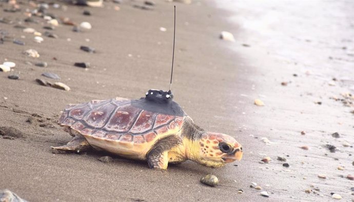 La tortuga boba está incluida en el catálogo español de especies amenazadas como especie vulnerable, por lo que el Gobierno andaluz realiza un considerable esfuerzo tanto en sensibilización y divulgación como en la atención y recuperación de ejemplares