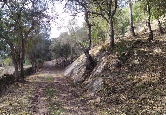 Una zona forestal en Baleares.