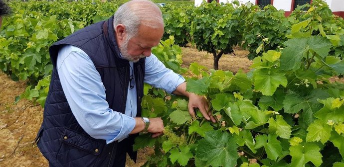 El expresidente del Consejo Regulador de las Denominaciones de Origen Protegidas Condado de Huelva, Manuel Infante.