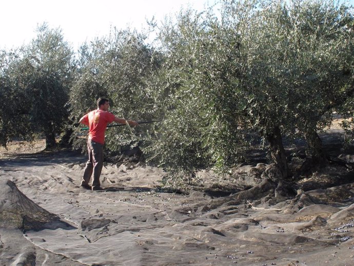 Archivo - Un trabajador varea olivos, en una imagen de archivo