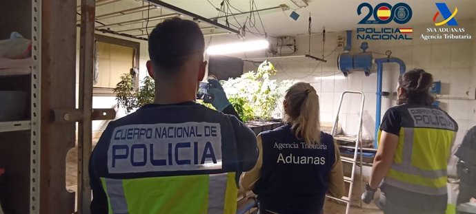 Desarticulado un cultivo de marihuana en Puerto del Rosario