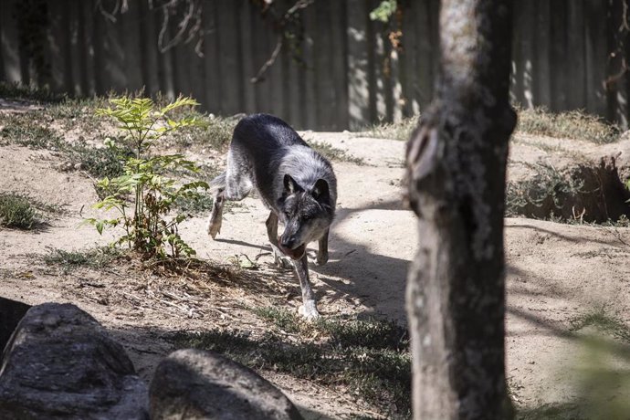 Archivo - Un lobo en el Zoo Aquarium de Madrid, a 12 de agosto de 2021, en Madrid, (España). 