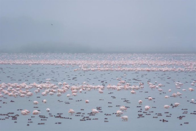 Aves acuáticas en Doñana.