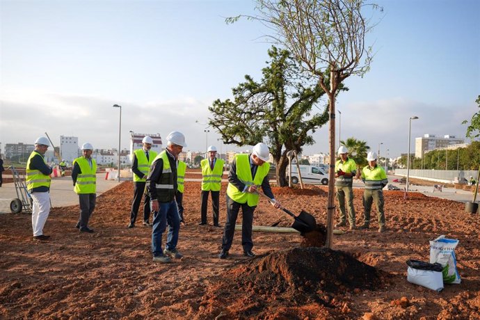 Plantación de árboles en el futuro nuevo parque de la zona de la antigua Cruzcampo