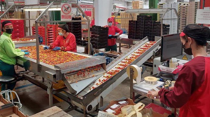 Archivo - Fotografía de unos trabajadores en una cooperativa.