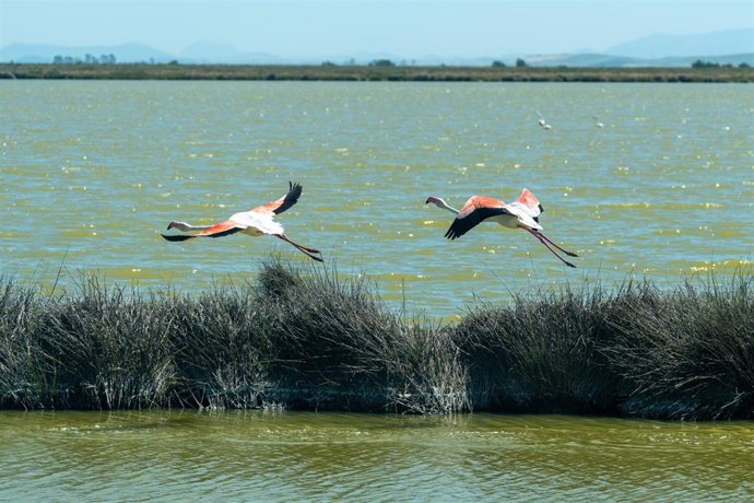 Archivo - Imágenes de aves en el entorno de Doñana. 