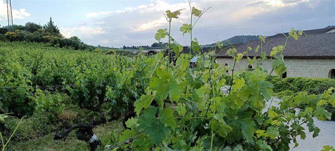 Archivo - Viñedos en Rioja Alavesa