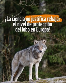 WWF advierte de que la UE corre el riesgo de "perpetuar el conflicto social" del lobo al rebajar su protección.