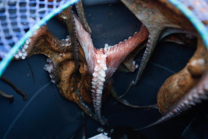 Archivo - Vista de un pulpo pescado durante una salida a faenar del barco ‘Mariñeiro 2’, a 27 de diciembre de 2023, en Lugo, Galicia (España).