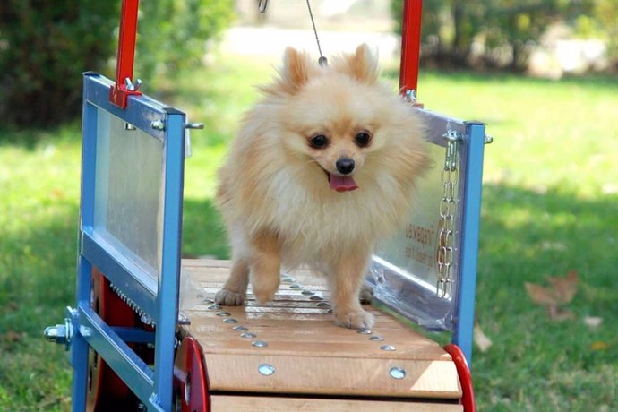 Las cintas de correr para perros; una solución innovadora para el bienestar físico y mental del mejor amigo