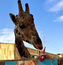 Una jirafa en el parque Terra Natura