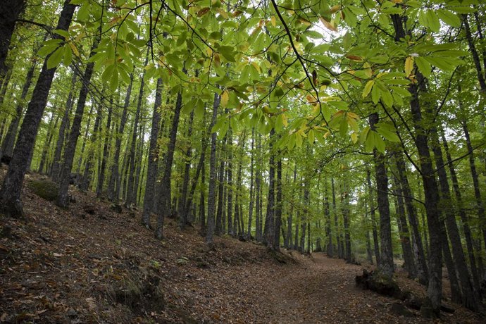 Archivo - Árboles de El castañar de El Tiemblo, a 21 de octubre de 2021, en El Tiemblo, Ávila, Castilla y León, (España). El Castañar de El Tiemblo, considerado el bosque de castaños más extenso del Sistema Central, recibe visitas de todas partes del mund