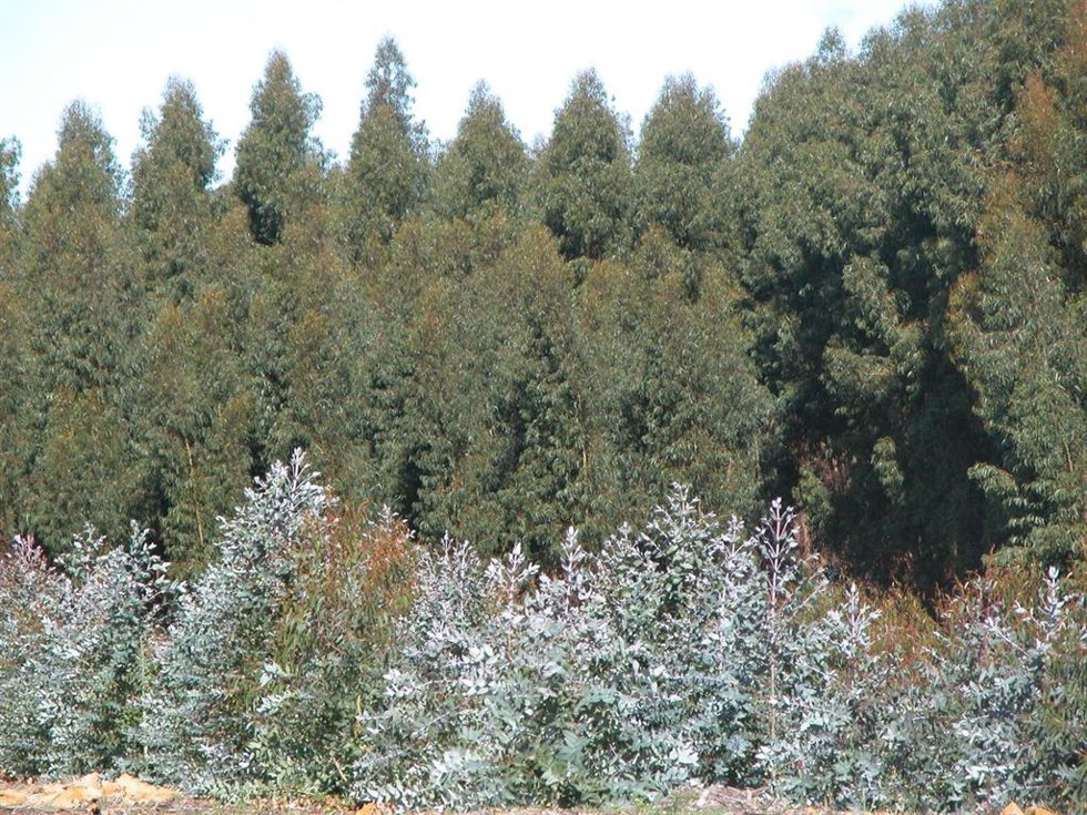Ence firma un acuerdo con Cruz Roja para ceder 100 toneladas de CO2 absorbidas por sus montes en Huelva