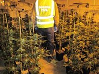 La Guardia Civil se incauta de 8.167 plantas de cannabis sativa en Las Gabias (Granada)