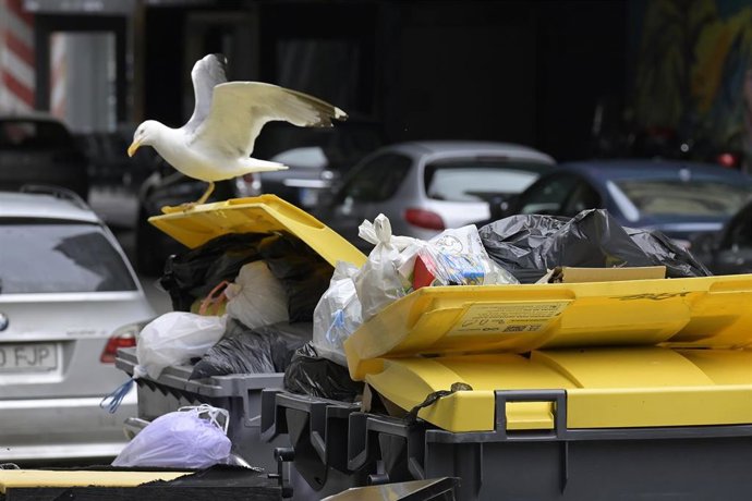 Archivo - Una gaviota rebusca entre la basura de los contenedores 