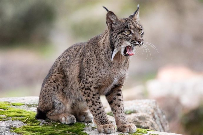 Lince ibérico.